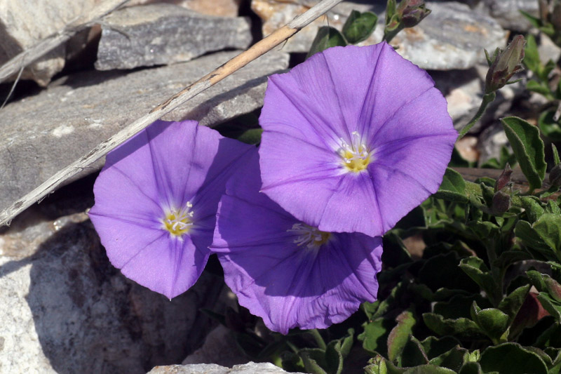 Convolvulus sabatius / Convolvolo savonese